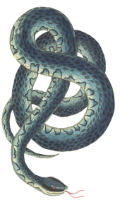 snake-3066876_640